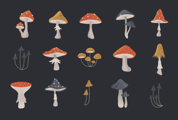 illustrazioni stock, clip art, cartoni animati e icone di tendenza di set di funghi della foresta dei cartoni animati. illustrazione isolata di toadstool diverso vettoriale - fungo