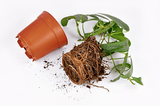 Repotting of plant showing roots in soil shaped like flower pot of exotic pothos houseplant