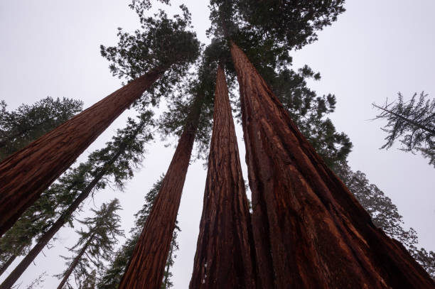 istock Giant Sequoias in Mariposa Grove 1450123576