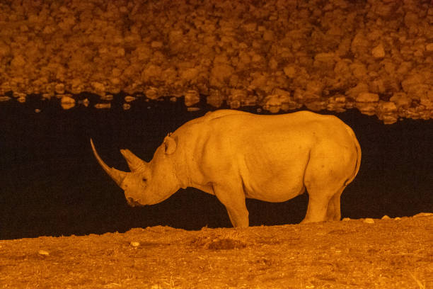 istock Black Rhino near a waterhole 1450123654