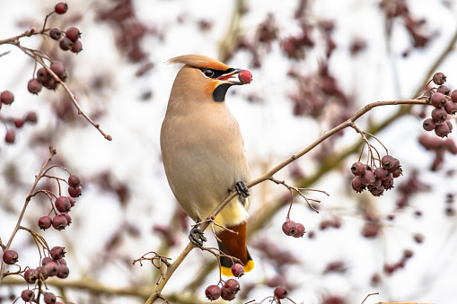 A beautiful Cedar Waxwing, Bombycilla cedrorum, perched on a berry covered branch, with many out focus red berries in the background.  A colorful bird with yellow and tan, colored feathers.