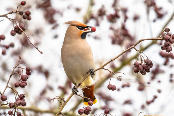 Bohemian waxwing feeding on red berries in tree stock photo