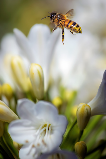 Close-up macro of a honey-bee collecting pollen from white agapanthus flower