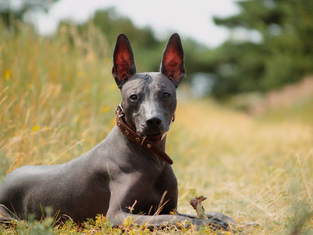 messicano glabro, xoloitzcuintle. bellissimo cane adulto all'aperto. razza canina rara, xolo. dimensioni standard. giornata di sole. - cute animal purebred dog brown foto e immagini stock