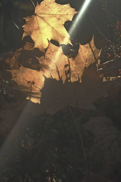 istock Sunbeam on Winter Leaves in London, UK 1450126374
