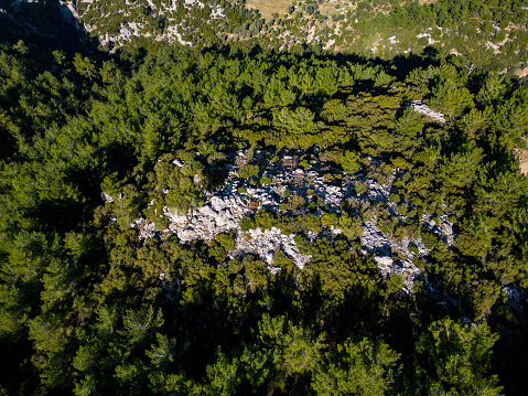 Aerial Shot Above Forest and Nature