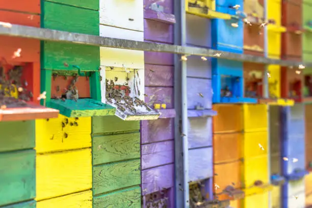 Swarm of Bees flying in front of Colorful beehive in many different colors on truck