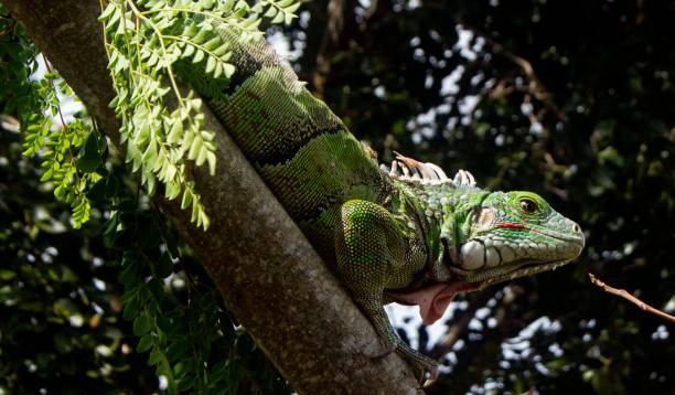 iguana in Arbol de Moringa stock photo