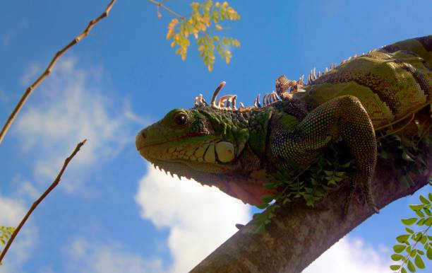 iguana in Arbol de Moringa stock photo