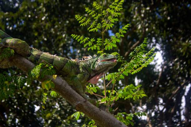 istock iguana in Arbol de Moringa 1450126907