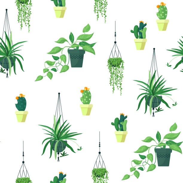 Vector seamless pattern on a white background. Indoor plants for a cozy home. Illustration in cartoon style. chlorophytum comosum stock illustrations
