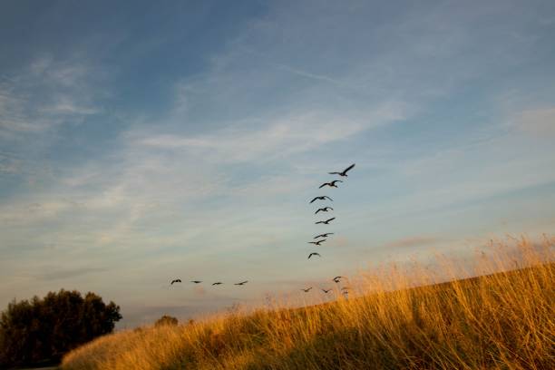 istock Group of birds flying over the field 1450128646