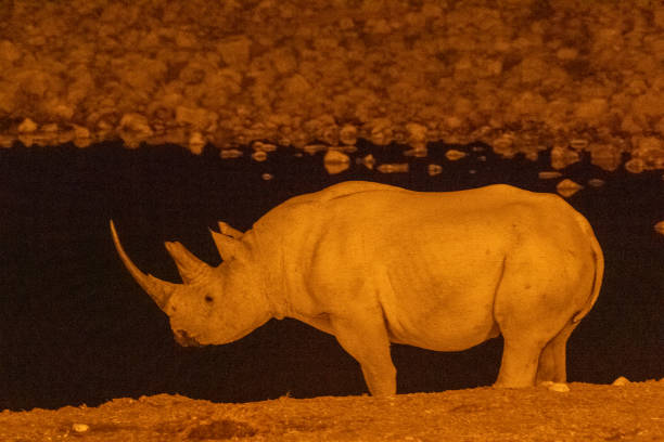 istock Black Rhino near a waterhole 1450128869