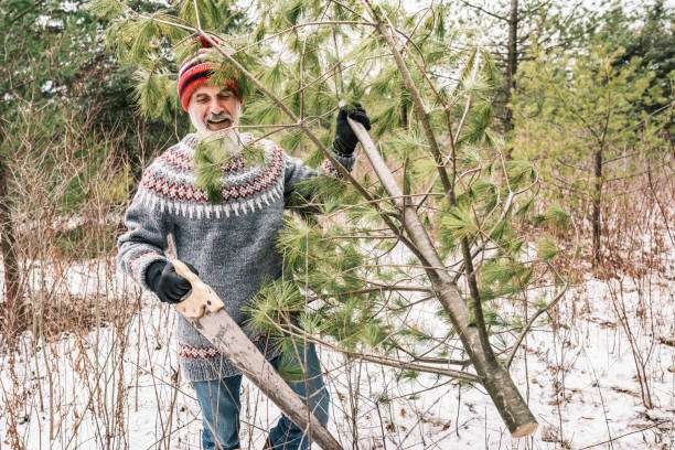 istock Mature man with beard cutting a Christmas tree with hand saw 1450129908