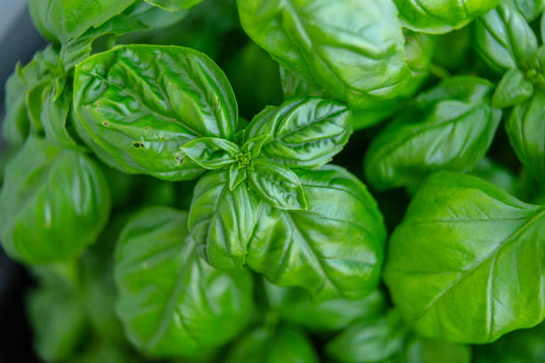 istock Basil Ocimum basilicum in a garden at summer. 1450130402