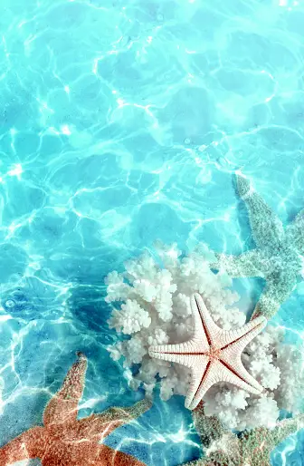 Starfish Beach Pictures | Download Free Images on Unsplash