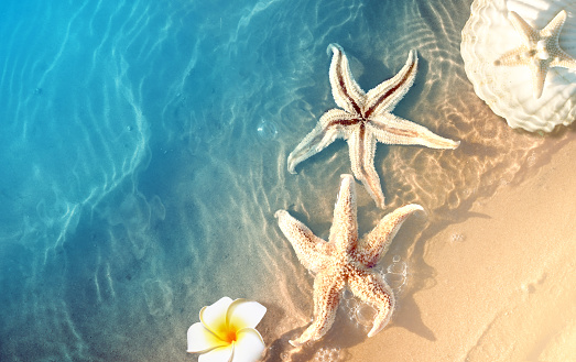 Starfish and flower on the summer beach in sea water. Summer background. Summer time.