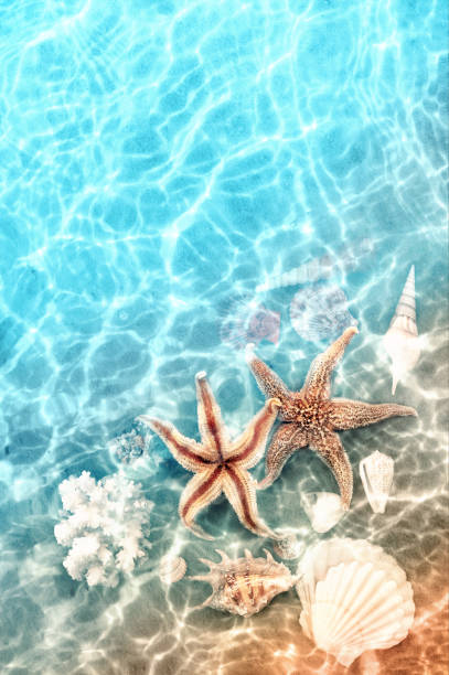 stelle marine e coralli sulla spiaggia estiva in acqua di mare. sfondo estivo. - starfish beach white shell foto e immagini stock