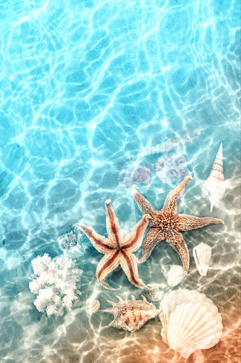 Starfish and coral on the summer beach in sea water. Summer background. Summer time.