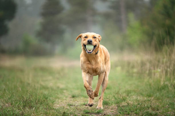 istock Fox Red Labrador running in the forest with a ball 1450133088