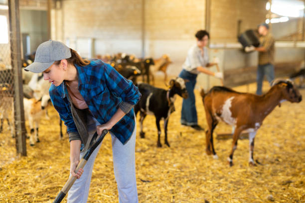 istock Focused young woman farmer sweeping goat shelter 1450134222