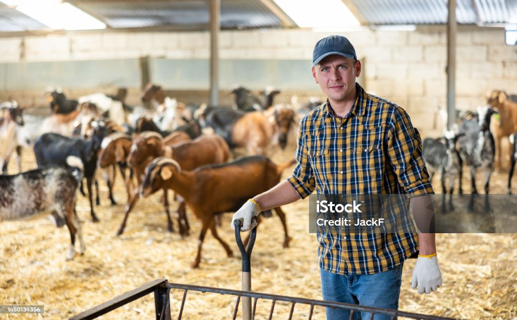 Experienced livestock farm worker standing in goat stall Portrait of confident experienced livestock farm worker standing in goat stall during working day 30-34 Years Stock Photo
