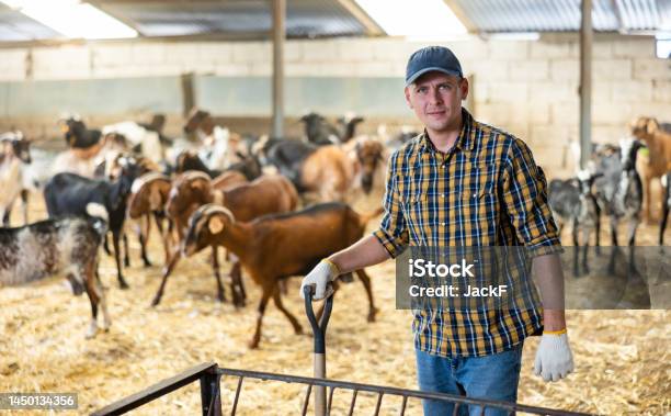 Experienced Livestock Farm Worker Standing In Goat Stall Stock Photo - Download Image Now
