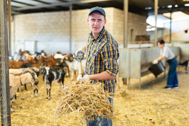 istock Hardworking young European man farmer raising hay on pitchfork, making straw preparations for the winter in goat barn 1450134815