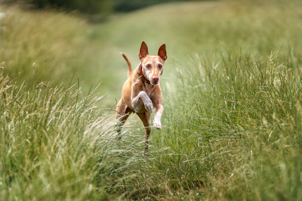 istock Podenco Andaluz running and looking at the camera 1450137221