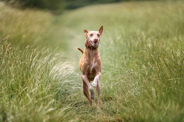 istock Podenco Andaluz running and looking at the camera 1450137299