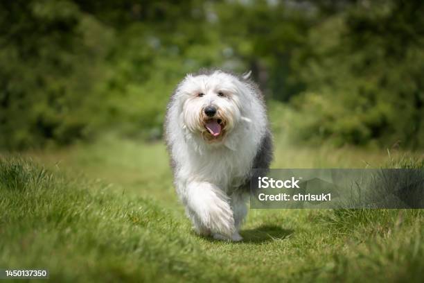 Cão Pastor Inglês Velho Que Está Na Grama Imagem de Stock - Imagem de  velho, fundo: 38260829