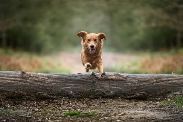 istock Golden Retriever jumping and flying over a log 1450137715