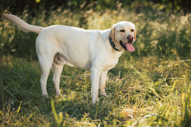 istock Labrador dog in nature 1450145822