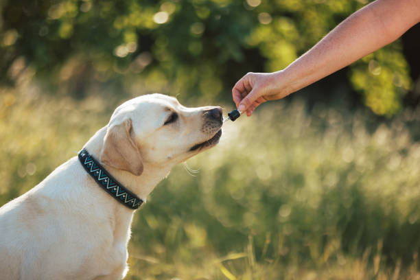 istock Dog licking a pipette with CBD oil 1450146001