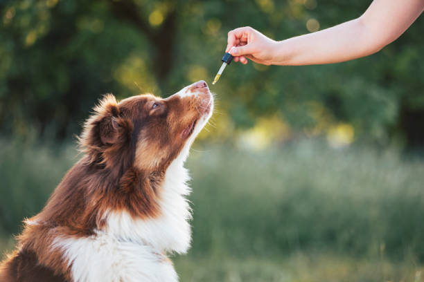 Hand giving dog CBD oil Hand giving dog CBD oil by licking a dropper pipette, Oral administration of hemp oil for pet health problems. cannabinoid stock pictures, royalty-free photos & images
