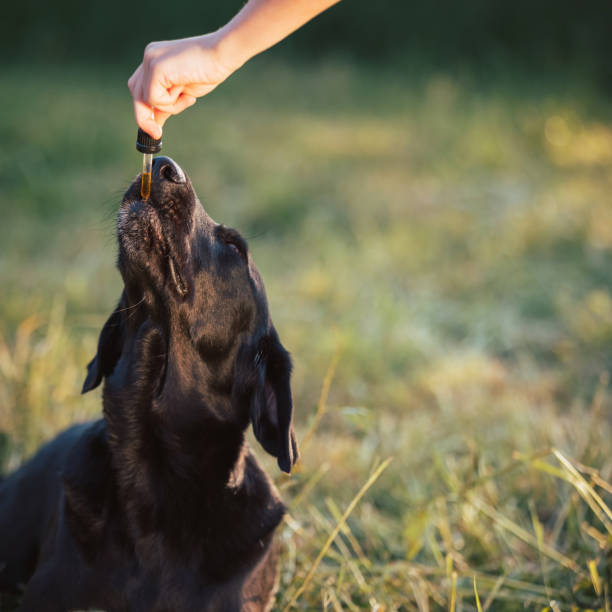 perro lamiendo un gotero con aceite de cbd - oilcan fotografías e imágenes de stock