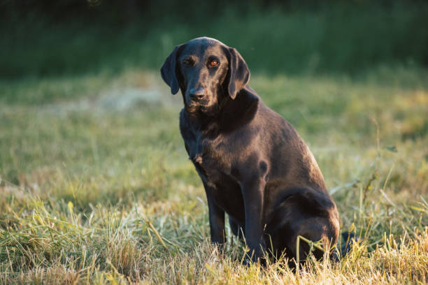 istock Black mixed breed dog in nature 1450146099
