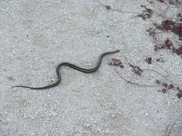 Photo of slithering snake