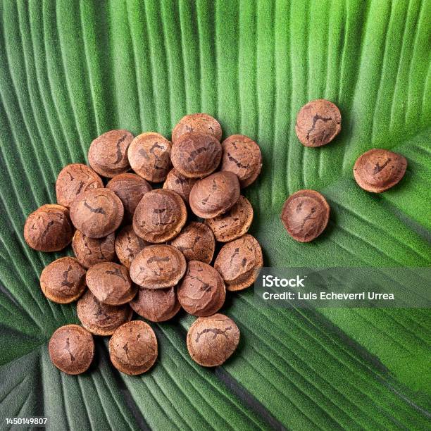 Dried Sacha Inchi Nuts Plukenetia Volubilis Stock Photo - Download Image Now - Fruit, Inca, Animal