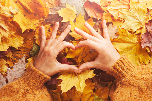 Autumn concept - caucasian woman's hands are folded in the shape of a heart, in a brown knitted sweater, on autumn dry leaves, top view