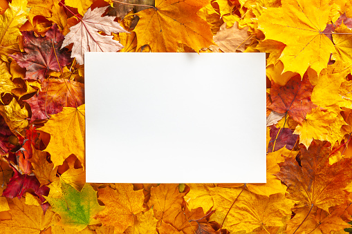 Autumn concept - background of dry fallen autumn leaves with space for text in the middle - white sheet of paper surrounded by autumn leaves, copy space