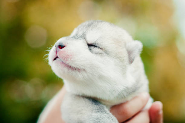 Newborn Siberian Husky puppies