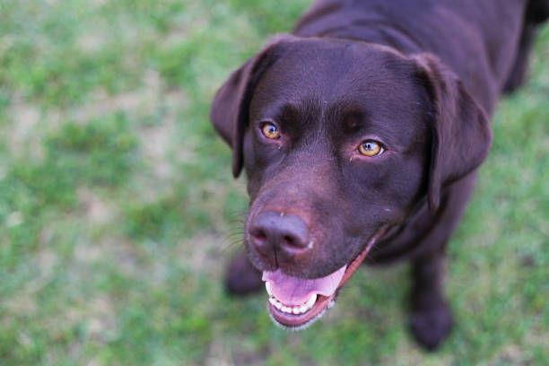 istock Puppy labrador retriever playing in the park 1450157137