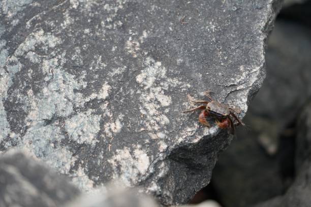 istock Closeup of crab on a gray rock 1450159343