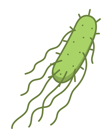 Salmonella enterica isolated vector illustration.