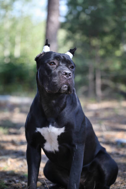 istock Italian cane corso in winter park 1450160892