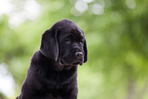 istock Puppy labrador retriever playing in the park 1450161995