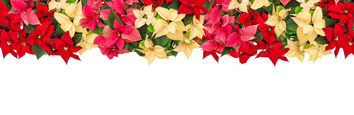 Poinsettia flowers garland. Christmas border floral decoration isolated on white background