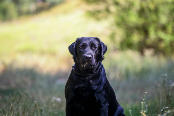 istock Puppy labrador retriever playing in the park 1450163732