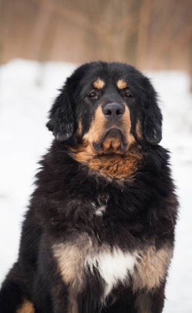 istock Black and tan Tibetan mastiff dog 1450164995